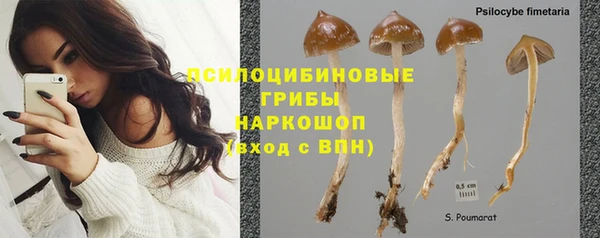 сатива Аркадак