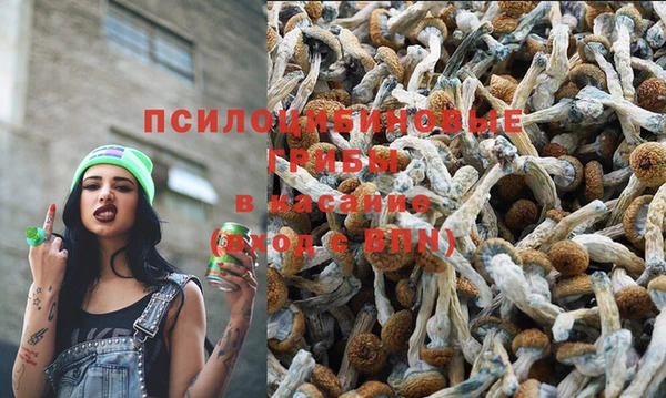 сатива Аркадак